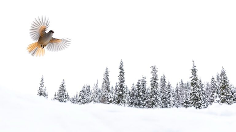 Minimalism Through High-Key Photography